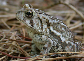 Fowler's Toad